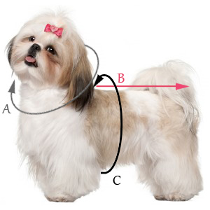 Dog Size Guide